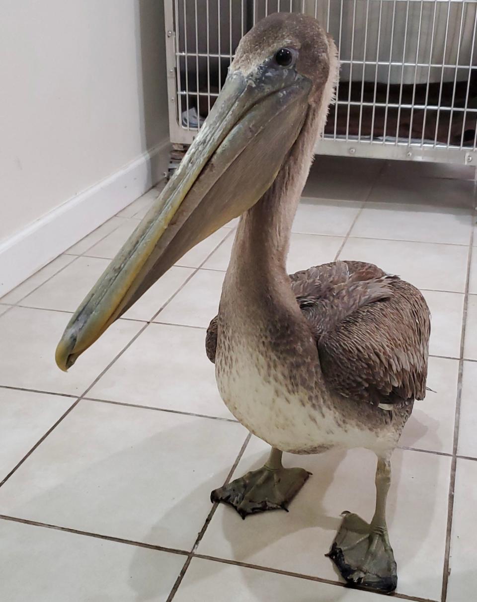 Arvy the pelican with frostbitten feet at the Busch Wildlife Sanctuary rehabilitation center in winter 2021.