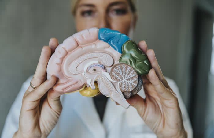 mujer cerebro