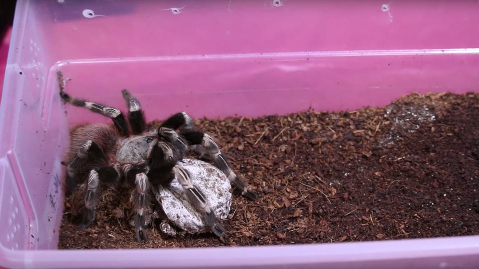 Misty, a Nhandu chromatus Brazilian Red and White tarantula, with her egg sack. Source: Caters