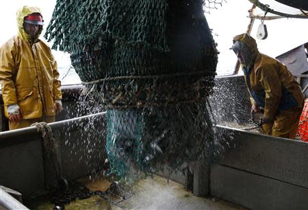 Two fishermen from the Boulogne sur Mer based trawler "Nicolas Jeremy" empty a fishing net, off the coast of northern France October 21, 2013. REUTERS/Pascal Rossignol