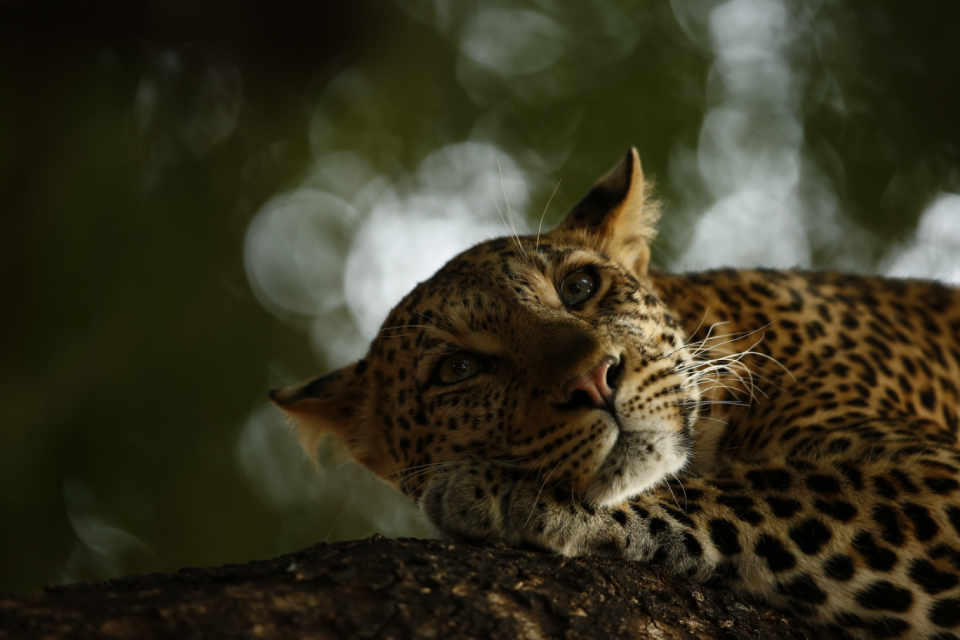 'Lounging Leopard' depicts a leopard named Mathojawas, who was lying along a low branch of a nyala tree. ‘She would sleep for a couple of minutes. Then look around briefly. Then fall back to sleep,’says Skye. Mathoja’s home is Botswana’s Mashatu Game Reserve, which Skye and his family regularly visit, always hoping to see leopards, though they are notoriously elusive. (Skye Meaker/Wildlife Photographer of the Year)