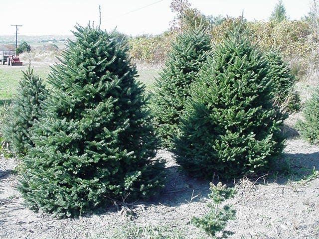 Get your Christmas tree at Pachet Brook Tree Farm.