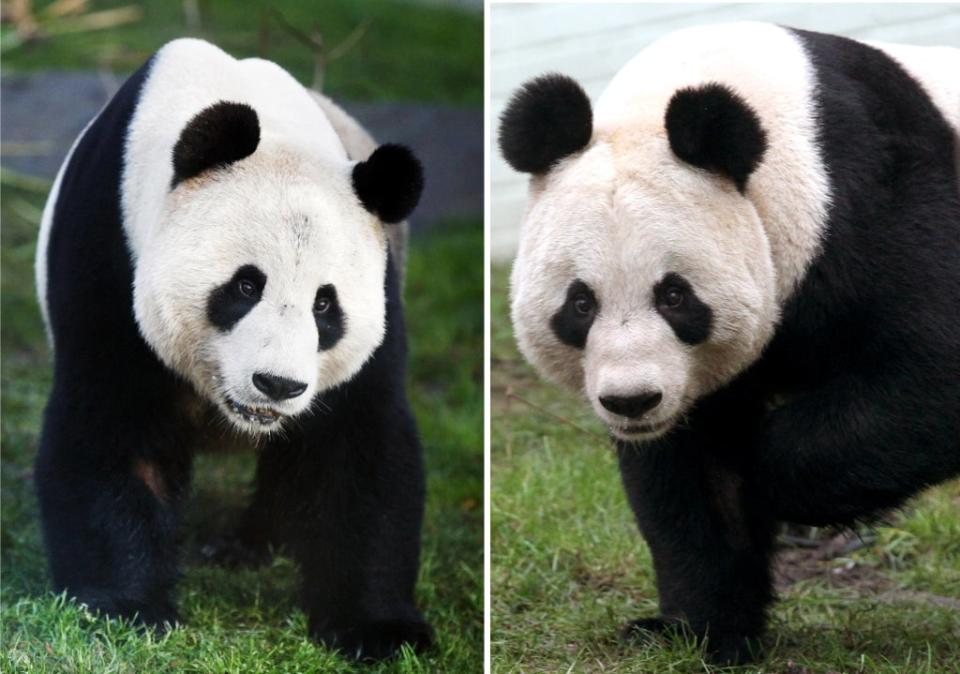 File photos of the UK’s giant panda couple Yang Guang (left) and Tian Tian. (PA Archive) (PA Archive)