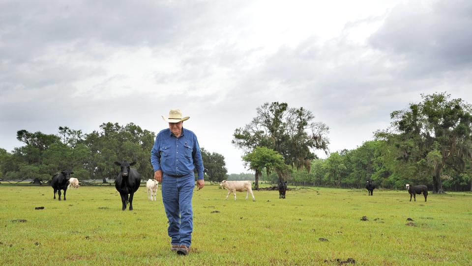 On a tour of the ranch, Jim Farley stops for visitors to see the type of cattle he has in the field. Jim Farley, 68, who started cattle-ranching at 14, is a real cowboy working 20,000 acres of land in Clay County near Green Cove Springs with his sons. (Bruce Lipsky/Florida Times-Union)