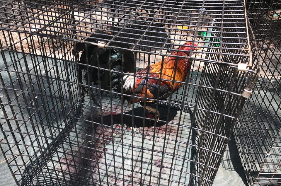 Images of an illegal cockfighting ring during a U.S. Attorney's Office investigation in the Southern District of Georgia.