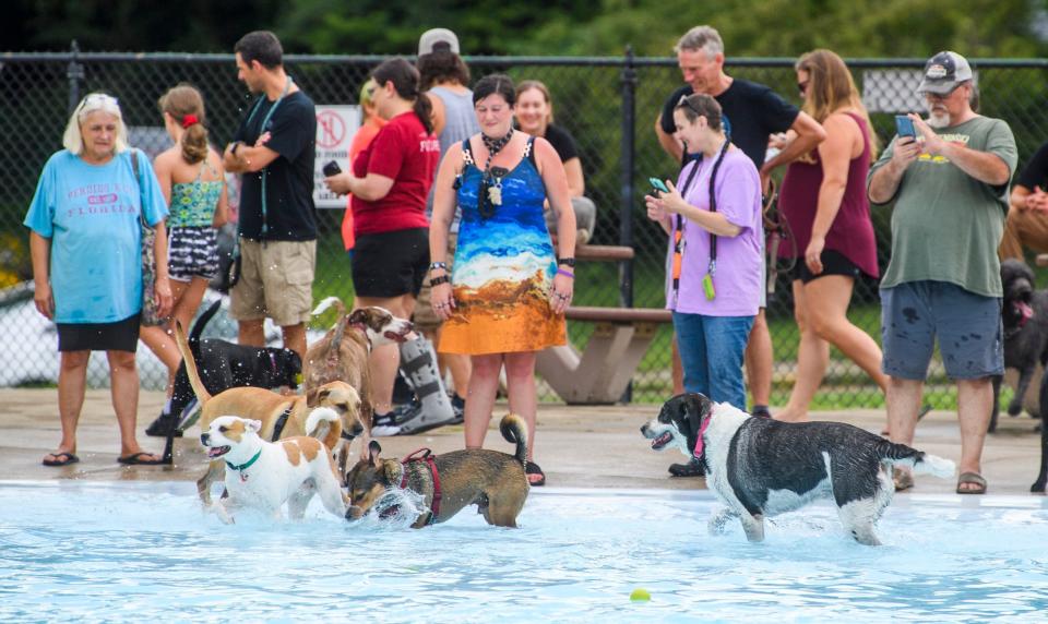 Dogs and their owners enjoy playing during Drool in the Pool at Mills Pool on Thursday, Aug. 4, 2022.