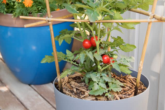 <p>The Spruce / Colleen & Shannon Graham</p> Determinate tomatoes growing in a container