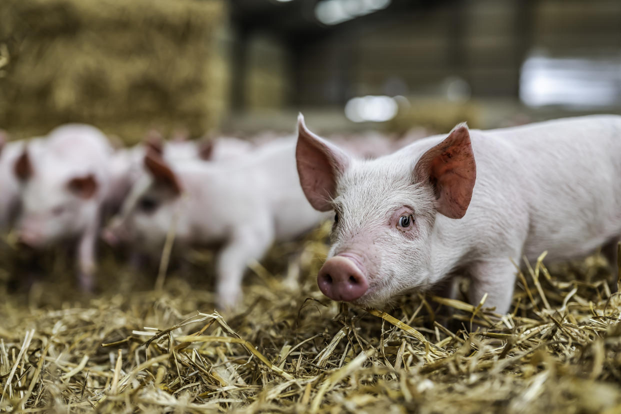 Morebattle, Kelso, Scottish Borders, UK. 24th January 2020. Four week old pigs indoors on a farm near Kelso in the Scottish Borders. The pigs sleep in groups for warmth, and self designate areas of the barn for sleeping, foraging, and latrines.