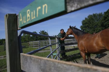 Ross Locascio, an inmate at the State of New York Wallkill Correctional Facility, pets a retired thoroughbred on a prison farm in Wallkill, New York June 16, 2014. REUTERS/Shannon Stapleton