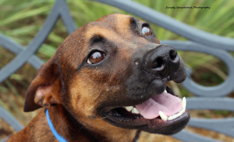 Julie is a year old, and smaller than 30 pounds. She's sweet and wants to please her people. She also gets along great with other dogs.   Here's <a href="http://www.adoptapet.com/pet/14092325-jacksonville-florida-american-pit-bull-terrier-mix" target="_blank">Julie's adoption listing</a>. Please email sisters@pitsisters.org for more information.   Find out more from <a href="https://www.facebook.com/PitSisters/">Pit Sisters</a>.