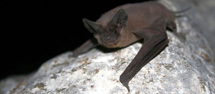 A Mexican free-tailed bat. (Photo: Ann Froschauer/USFWS)