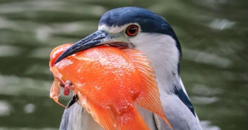 ▲照片中一隻美麗的夜鷺嘴裡叼著一條血鸚鵡魚，準備大啖美食。(圖／Nial Stewart提供)