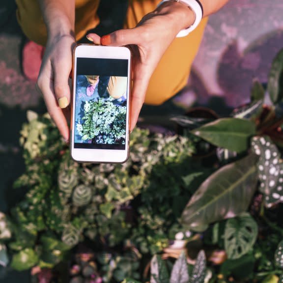  Hands taking a photo of plants with a smartphone. 