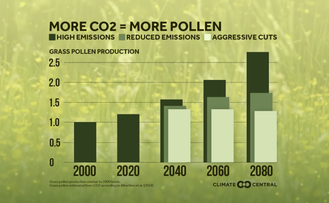 La gráfica muestra la relación entre las altas emisiones de carbono procedentes de la quema de combustibles fósiles y el aumento del recuento de polen (Climate Central)
