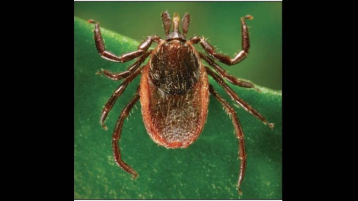 In Washington state, the western blacklegged tick — found mostly in western portions of the state — has been found to carry the Anaplasma spp. bacteria, which causes anaplasmosis. A Whatcom County man became the first to be diagnosed with a case of anaplasmosis acquired within the state.
