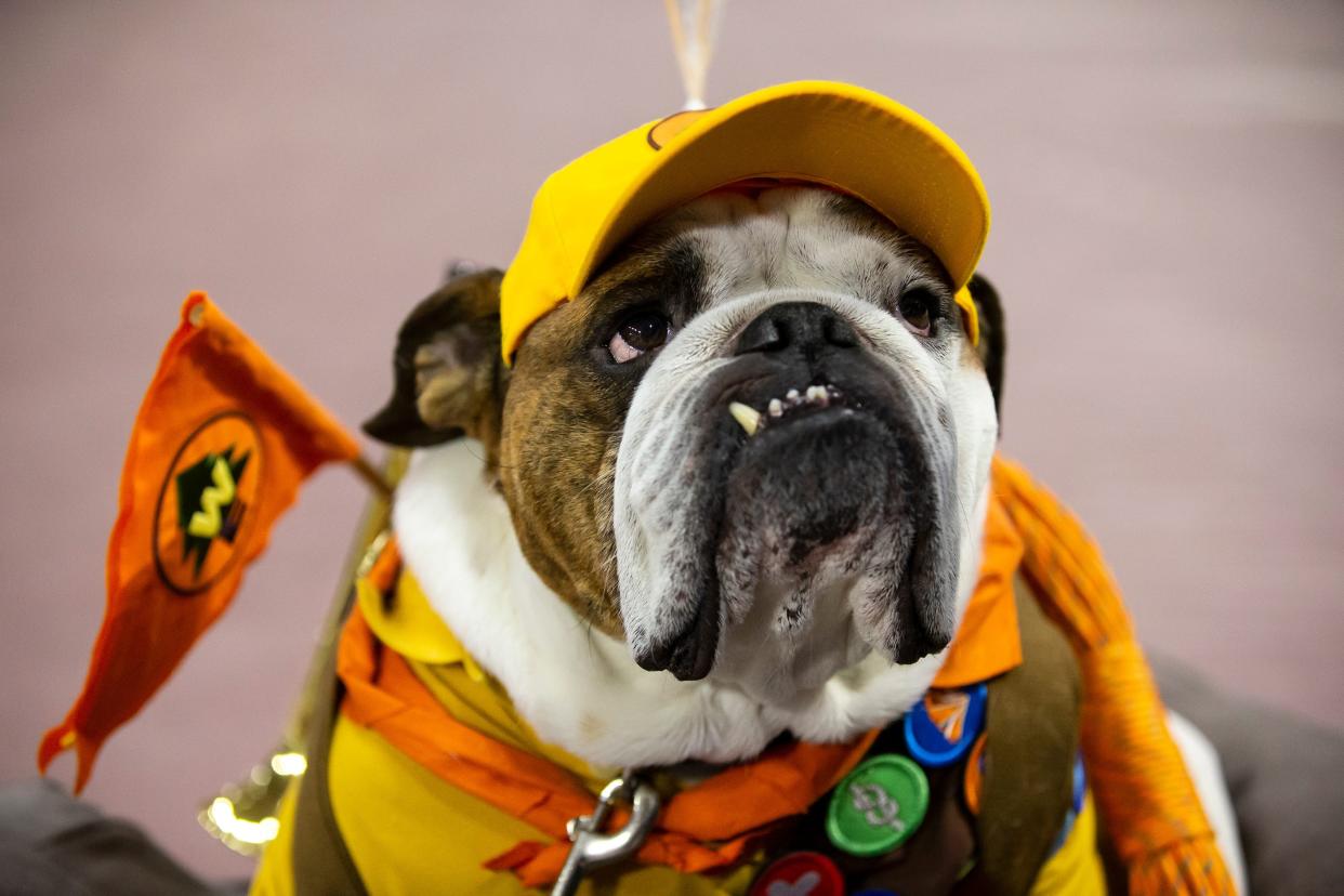Bam Bam, a 5 year old Bulldog from Champlin, Minn., is dressed as Russel from the movie UP, while competing in the 2022 Beautiful Bulldog Contest, on Monday, April 25, 2022, at Drake University, in Des Moines. Bam Bam won the contest and was named the most beautiful Bulldog.