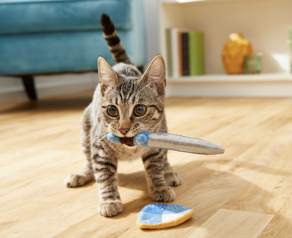 Is your cat a knight? (Photo: Chewy)