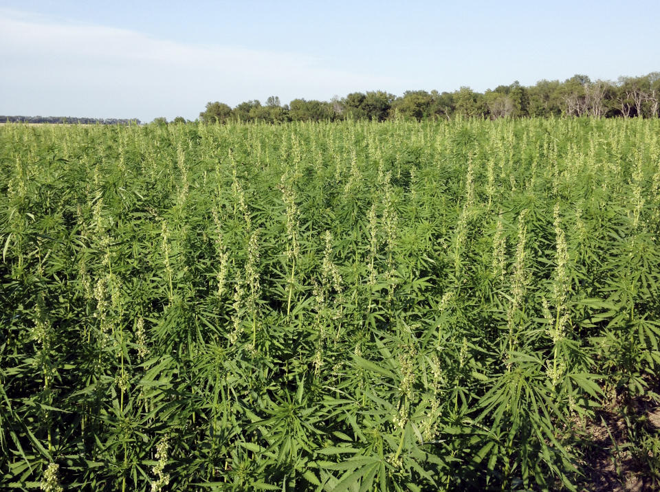 FILE - This July 2016 photo provided by the North Dakota Department of Agriculture shows industrial hemp growing in a field in North Dakota's Benson County. In Arizona, farmers will soon begin planting commercial hemp under a 2018 state law that just took effect once the state issues required licenses. (North Dakota Department of Agriculture via AP,File)