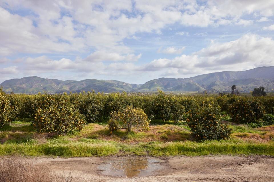 A landscape photo of a sunny day with orange trees in the foreground and green sloping mountains in the background.