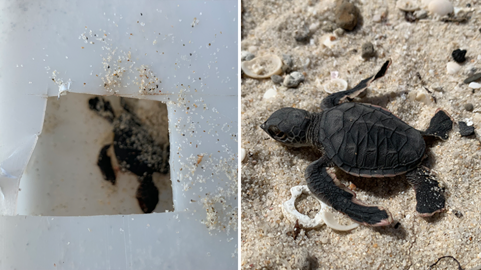 dead turtle on beach