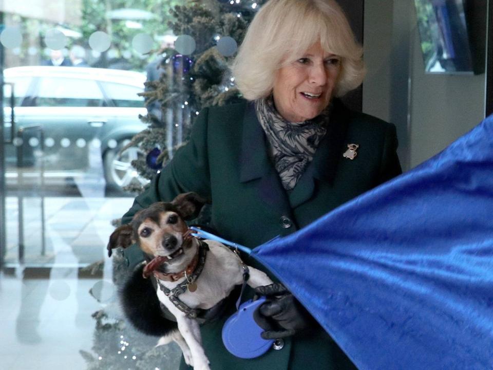 Herzogin Camilla liebt ihre Jack-Russell-Terrier-Hündin Beth. Der Vierbeiner musste für die neuen Geburtstagsfotos ebenfalls Modell stehen. (Bild: imago/i Images)