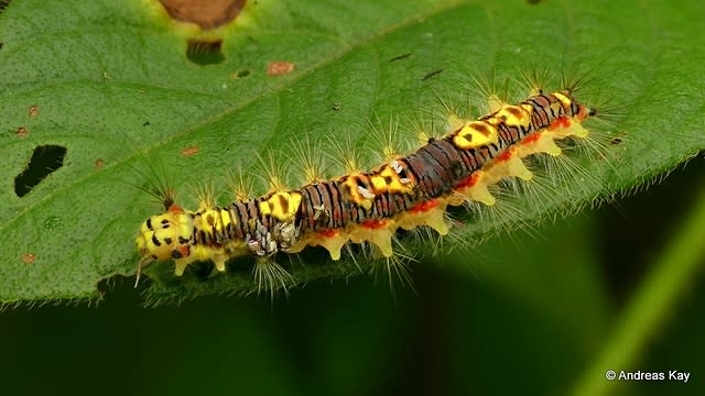 Green Caterpillar with Fake eyes, This guy was startled by …