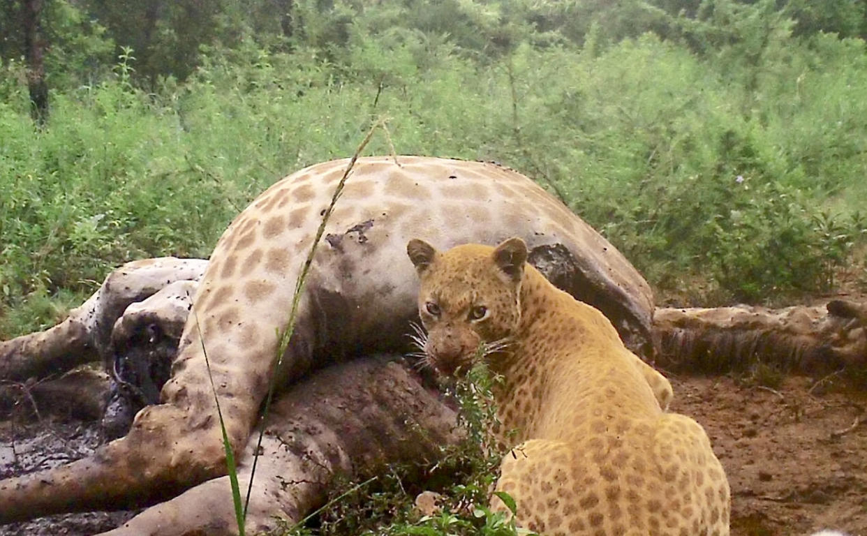 A rare strawberry leopard is caught on a trail camera feeding on a giraffe- the first time this super rare feline has been seen eating. (SWNS and Black Leopard Mountain Lodge )