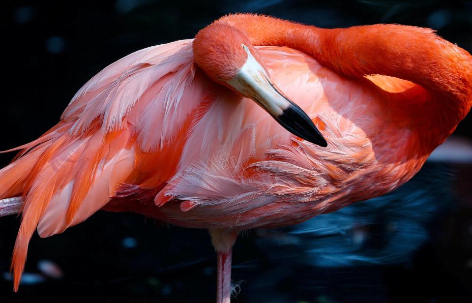 <p>Ein Flamingo im Wildpark Pairi Daiza im belgischen Brugelette putzt sich aufwendig sein Federkleid. (Bild: REUTERS/Yves Herman) </p>