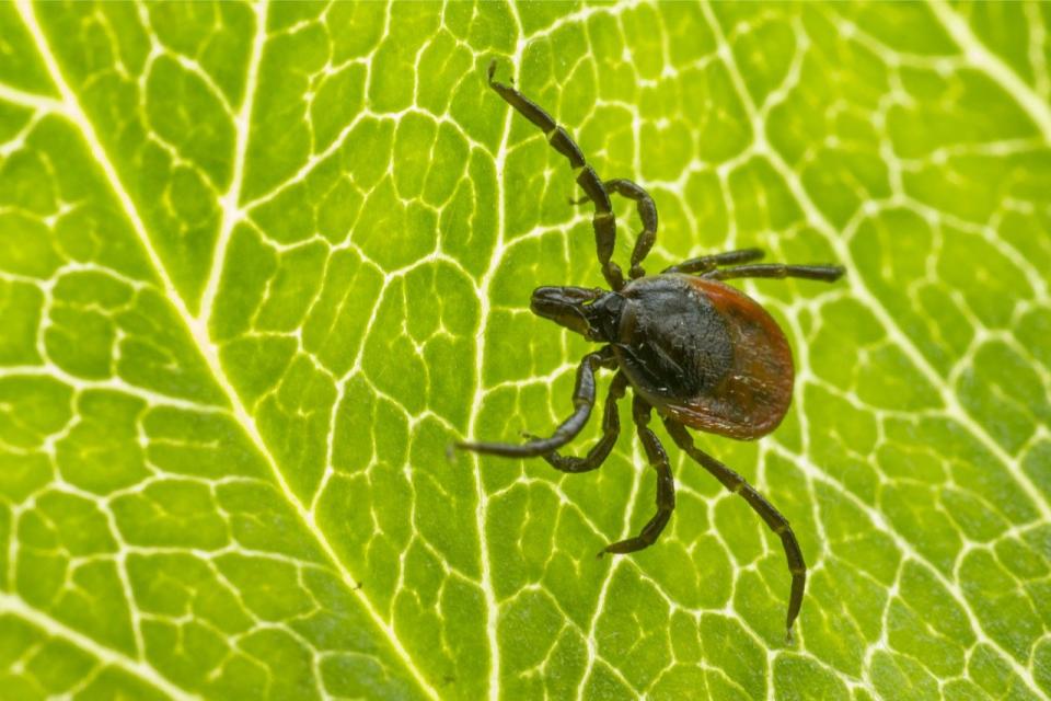 Garrapata de la especie Ixodes Ricinus posada sobre una hoja a la espera de que alguna criatura se roce contra ella para 