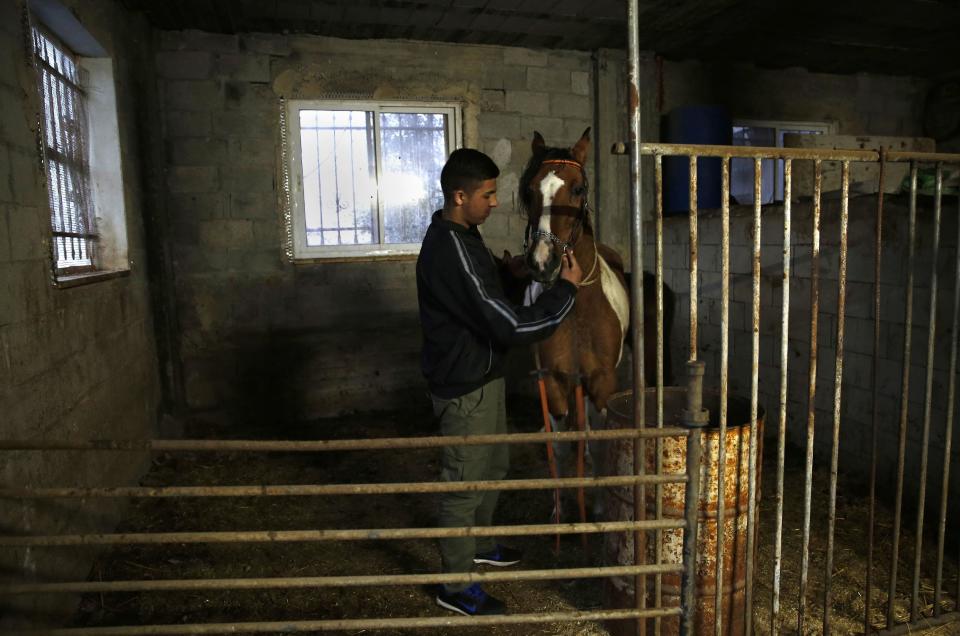 In this Thursday, Jan. 5, 2017 photo, Palestinian Hamza Hamad,16, sees to his horse at his home, in the village of Silwad, east of the West Bank city of Ramallah. High school student Hamza Hamad spent 10 months in an Israeli jail for alleged links to the Islamic militant Hamas, but was never charged with a crime. The 16-year-old is one of the youngest among thousands of Palestinians who have been held in administrative detention in half a century of Israeli military occupation. (AP Photo/Majdi Mohammed)