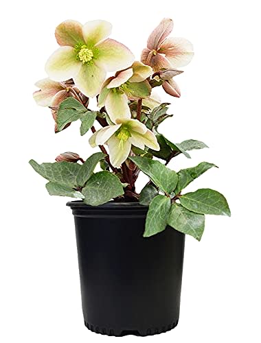 Green Promise Farms FPHELBIP Helleborus-X 'Ivory Prince' (Christmas Rose) Walhelivor Perennial Live Plant, 1 Gallon, White