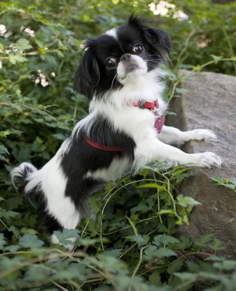 best small dog breeds japanese chin