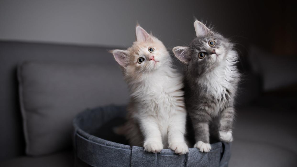  How to introduce kitten to cat: Two cats tilting their head to the side. 