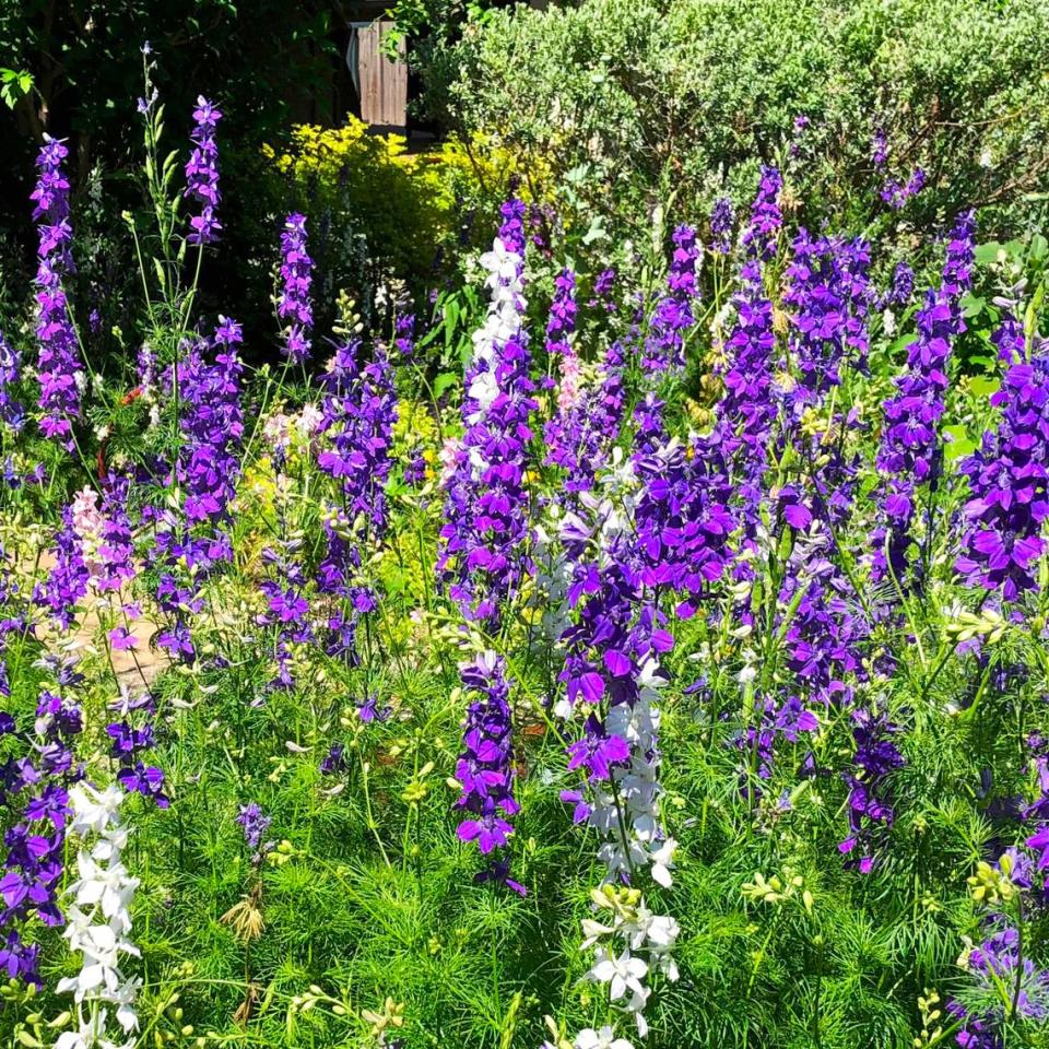 Reseeding larkspurs can be planted from potted transplants.