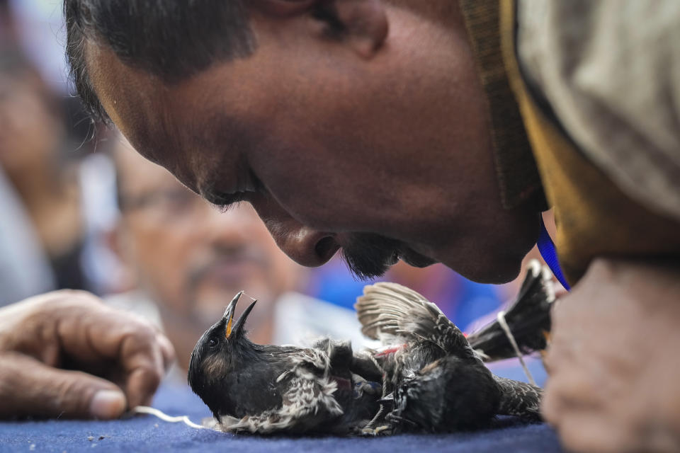 A judge tries to separate two bulbul birds during a fight held as part of the Magh Bihu harvest festival in Hajo town, on the outskirts of Guwahati, India, Jan. 15, 2024. Traditional bird and buffalo fights resumed in India’s remote northeast after the supreme court ended a nine-year ban, despite opposition from wildlife activists. (AP Photo/Anupam Nath)