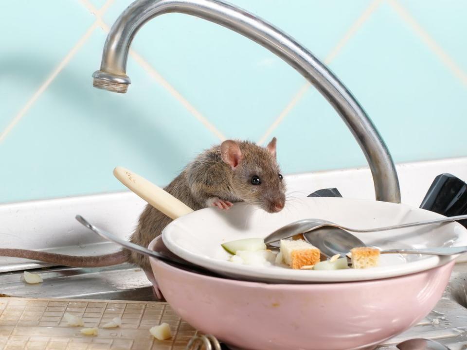 Ratten machen es sich im Winter gerne in Wohnungen gemütlich. (Bild: torook/Shutterstock.com)