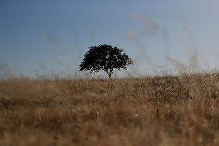 A tree stands in a field at an intensive farm near Monsaraz, Portugal, August 8, 2018. REUTERS/Rafael Marchante