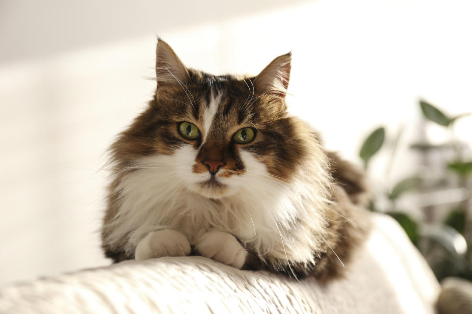 ¿Los gatos son más inteligentes que los perros? ¿Cuánto sabes sobre los gatos?. Imagen ilustrativa de un gato siberiano de pelo largo y manchas marrones, blancas y negras. (Getty) 