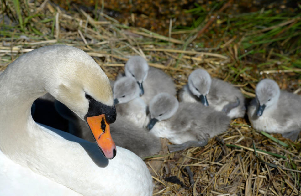 Swan with cygnets resting on a nest