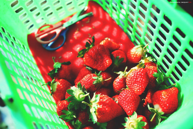 採草莓(Photo Credit: Jerry Lai@Flickr, License: CC BY-SA 2.0，圖片來源：https://www.flickr.com/photos/jerrylai0208/11744387816/) 