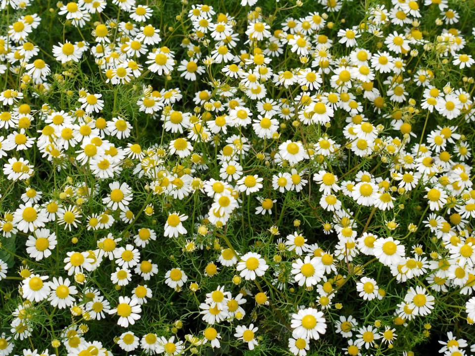 best white flowers chamomile