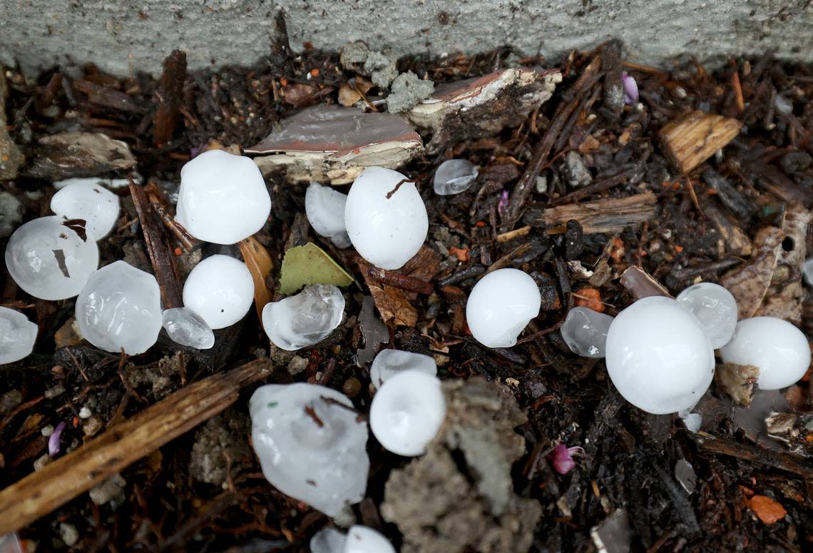 Around gum ball sized hail fell in the Fairmount neighborhood area of Fort Worth on Thursday, March 16, 2023.