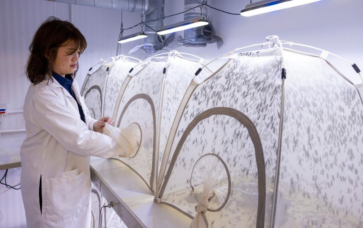 Entocycle in London Bridge hopes to roll out its automated technology to farms across Britain