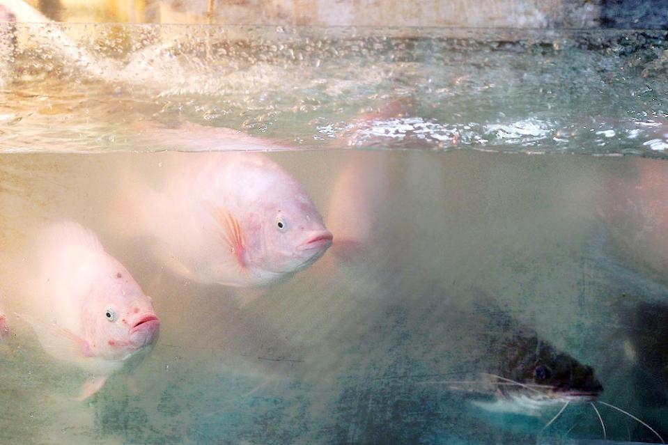 For a proper Cantonese steamed fish, the fish has to be fresh; the fresher the better.