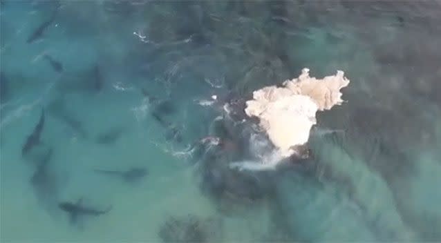 The shark feast off Carnarvon. Source: 7News