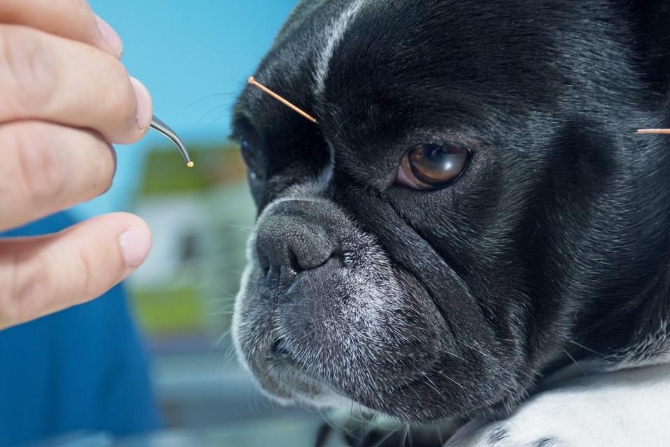 dog receiving acupuncture