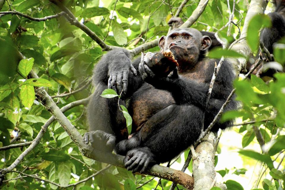 Chimp eating the insides of a tortoise in a tree. 