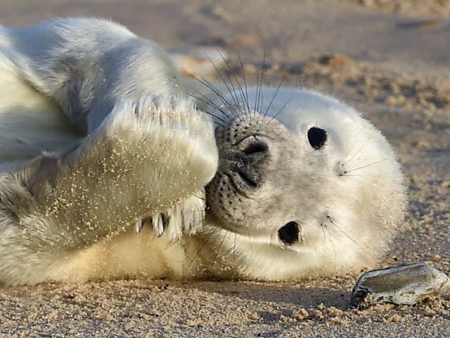 A grey seal pup on the beach at Horsey Gap (Joe Giddens/PA)