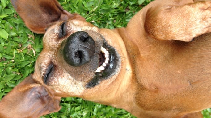  A close of a smiling dog lying on his back on grass 