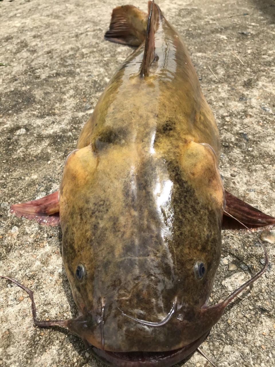 Flathead catfish can grow over 100 pounds, outsizing many native species and taking up resources, like food and space, in local waters.